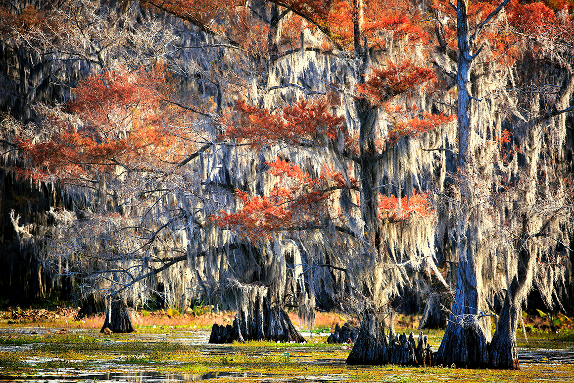 Crimson Echoes of the Marsh by Dennis Sabo ©
